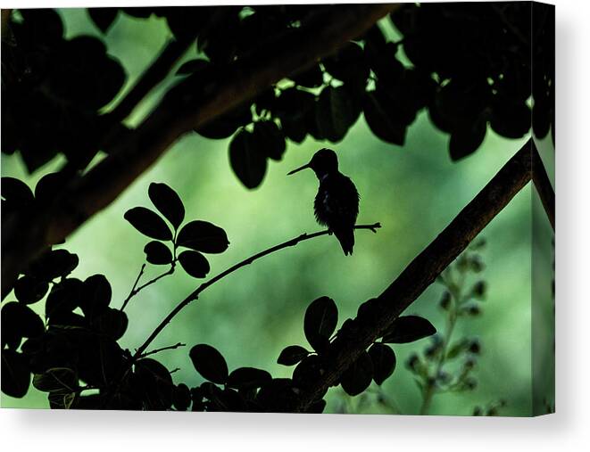 Silhouette Canvas Print featuring the photograph Safety in the Shadows by Richard Macquade
