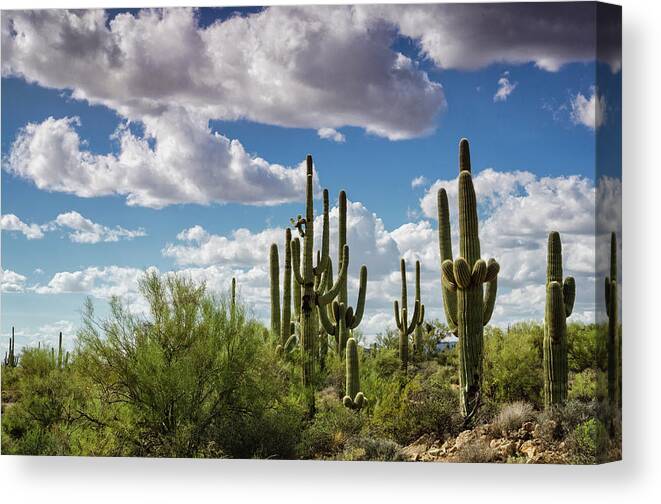 Arizona Canvas Print featuring the photograph Saguaro and Blue Skies Ahead by Saija Lehtonen