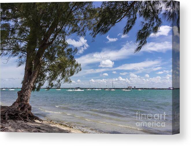 Ken Thompson Park Canvas Print featuring the photograph Sailboats on Sarasota Bay by Liesl Walsh