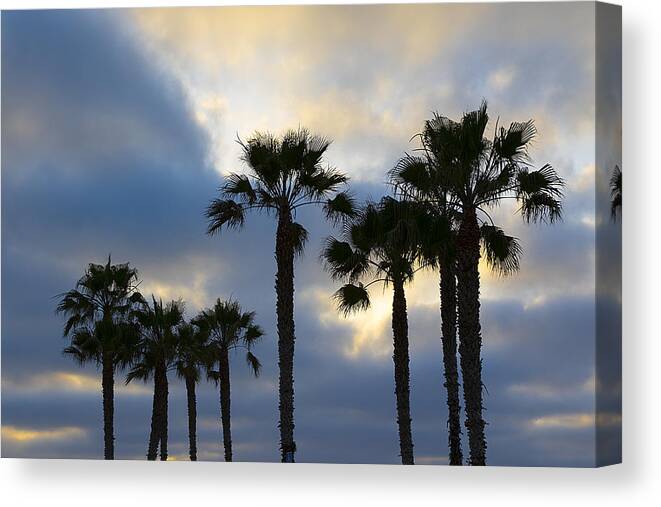 San Diego Canvas Print featuring the photograph San Diego Palm Trees by Matt McDonald