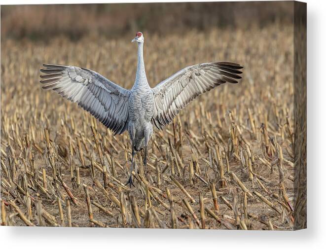 Sandhill Crane Canvas Print featuring the photograph Sandhill Crane 2017-5 by Thomas Young