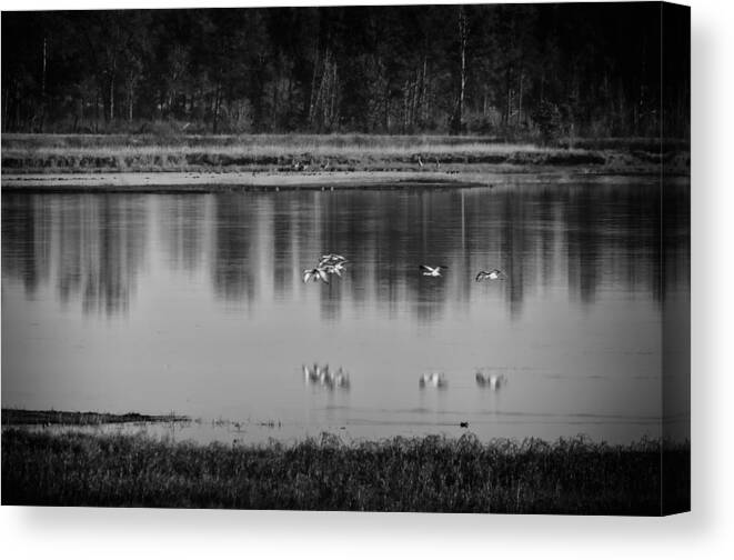 Sandhill Cranes Canvas Print featuring the photograph Sandhill Cranes Necedah 2015-2 by Thomas Young
