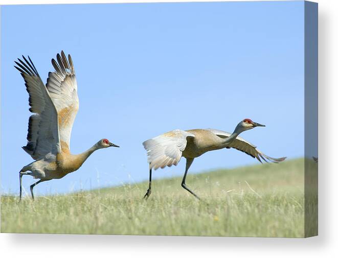 Sandhill Cranes Canvas Print featuring the photograph Sandhill Cranes Taking Flight by Gary Beeler