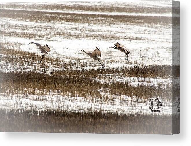  Crane Flight Touch Down Canvas Print featuring the photograph Sandhill Touch Down by Daniel Hebard