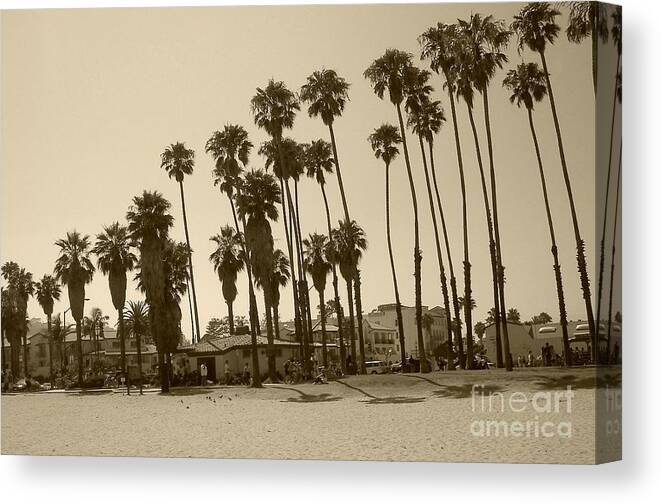 Palm Trees Canvas Print featuring the photograph Santa Barbara Palms by Debbi Granruth