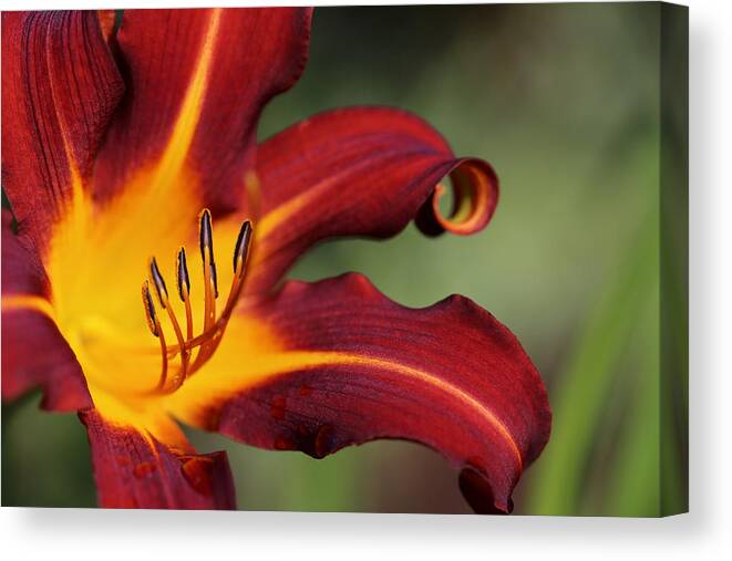 Daylily Curl Canvas Print featuring the photograph Sassy Daylily by Tammy Pool