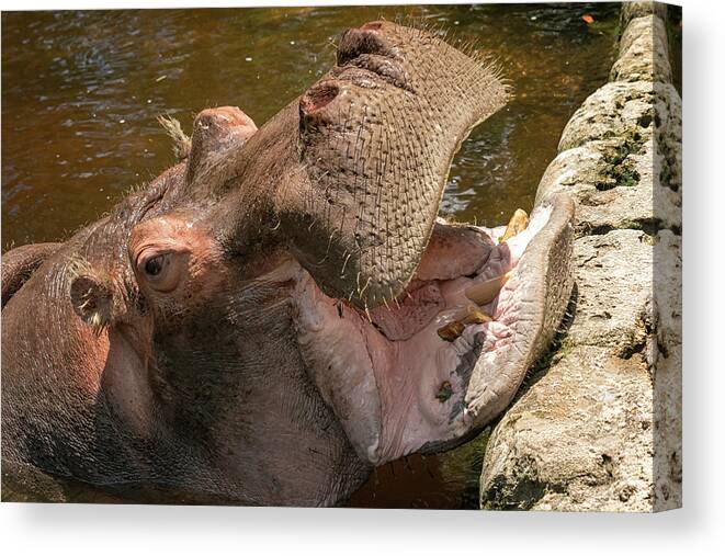 Hippo Canvas Print featuring the photograph Say Ahhhh by Travis Rogers