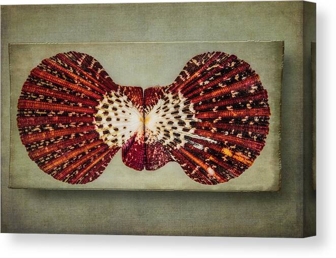 Fine Art Photography Canvas Print featuring the photograph Scallop Shell by John Strong