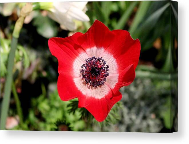 Anemone Canvas Print featuring the photograph Scarlet Anemone by Living Color Photography Lorraine Lynch