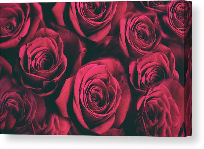 Roses Canvas Print featuring the photograph Scarlet Roses by Jessica Jenney