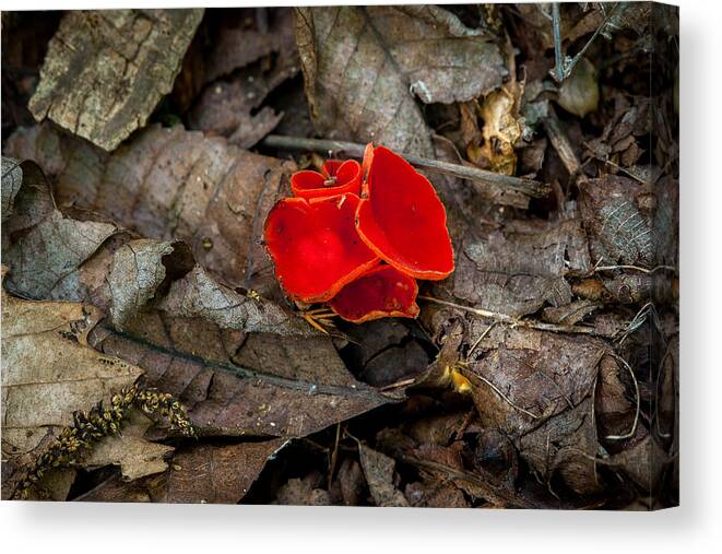 Fungus Canvas Print featuring the photograph Scarlet Underfoot by Jeff Phillippi
