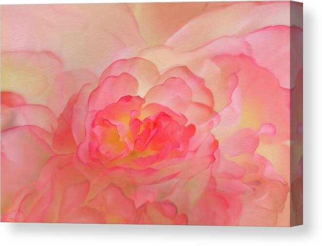 Peonies Canvas Print featuring the photograph Scented Dreams by Elvira Pinkhas