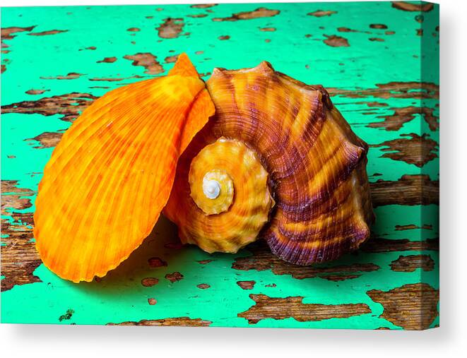 Sea Shell Canvas Print featuring the photograph Schallop Seashell And Snail Shell by Garry Gay