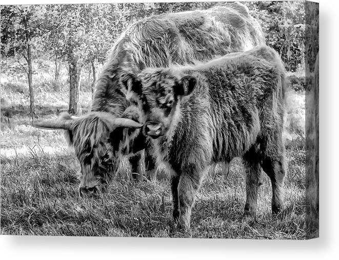 Scottish Canvas Print featuring the photograph Scottish Highland Cattle black and White by Constantine Gregory
