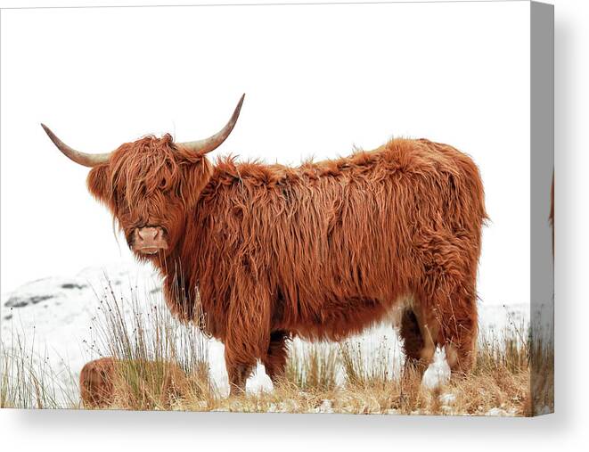 Highland Cow Canvas Print featuring the photograph Scottish Highland Cow by Grant Glendinning