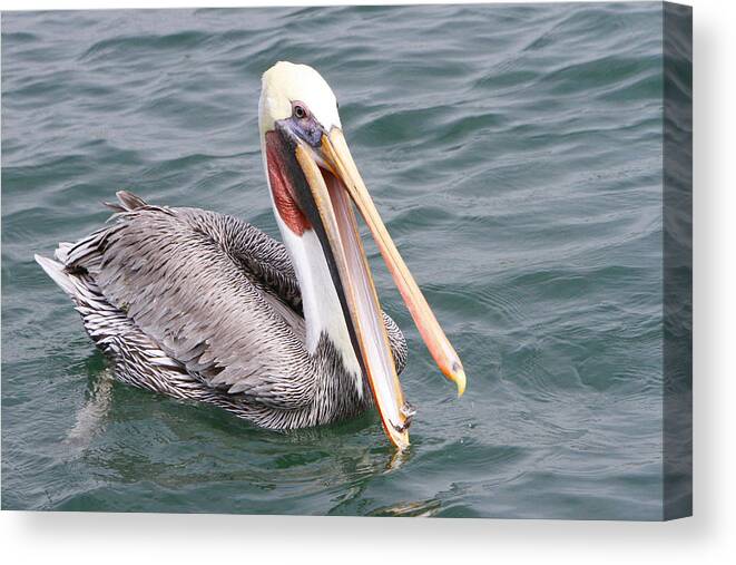 Pelican Canvas Print featuring the pyrography Scraps by Shoal Hollingsworth
