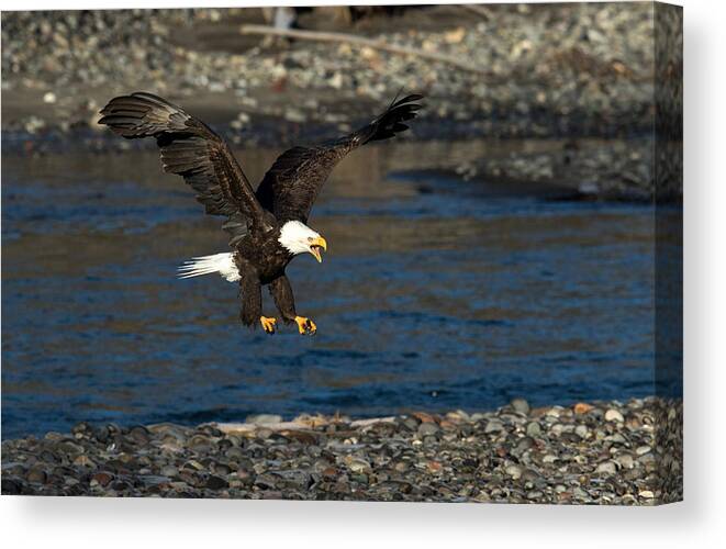 Eagle Canvas Print featuring the photograph Screaming Eagle II by Shari Sommerfeld