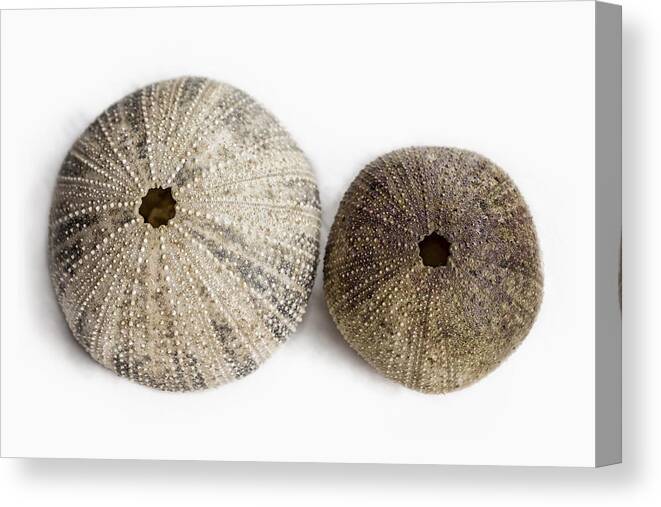 Sea Urchin Skeletons Canvas Print featuring the photograph Sea Urchin Shells by Belinda Greb