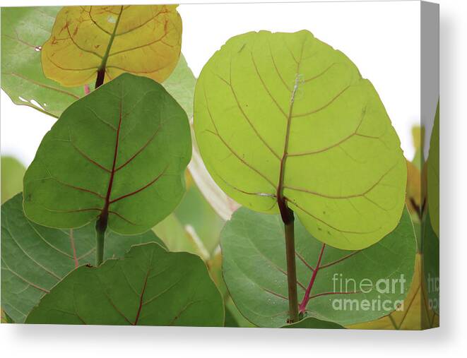 Sea Grapes Canvas Print featuring the photograph Sea Grape Leaves by Carol Groenen