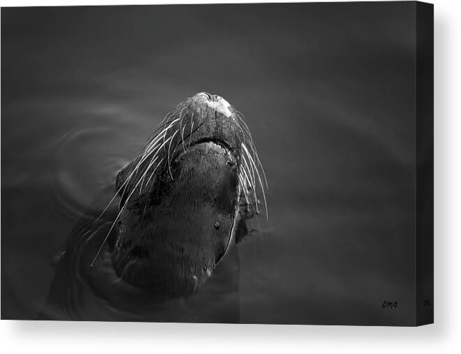 Wildlife Canvas Print featuring the photograph Sea Lion V BW by David Gordon