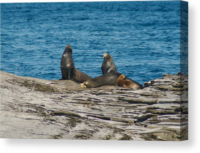 Sea Lions Canvas Print featuring the photograph Sea Lions by Carl Purcell
