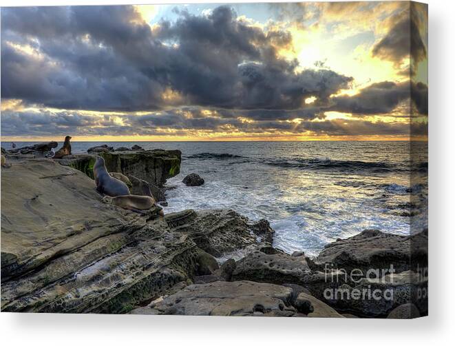 Sea Canvas Print featuring the photograph Sea Lions At Sunset by Eddie Yerkish