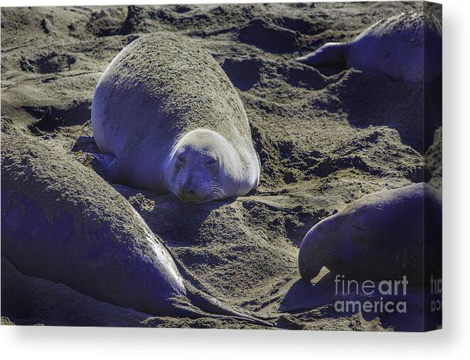 California Canvas Print featuring the photograph Sea Lions Sleeping by Craig J Satterlee