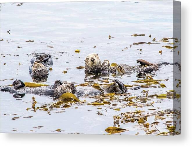 Otter Canvas Print featuring the photograph Sea Otter by Rik Strickland