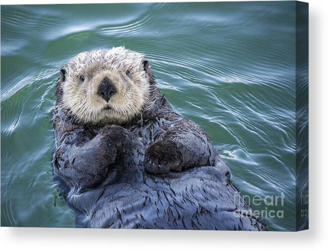 Cute Sea Otter Canvas Print featuring the photograph Sea Otter Floating by Paulette Sinclair