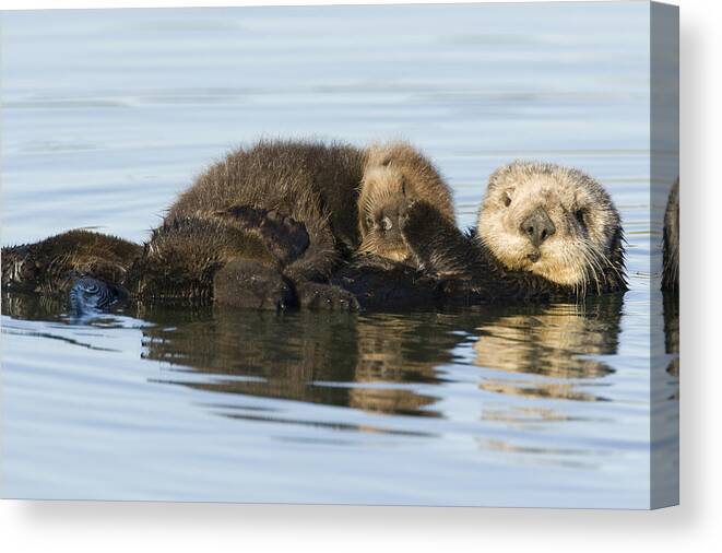 00429658 Canvas Print featuring the photograph Sea Otter Mother And Pup Elkhorn Slough by Sebastian Kennerknecht