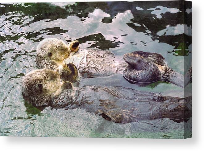 Buffaloworks Canvas Print featuring the photograph Sea Otters Holding Hands by BuffaloWorks Photography