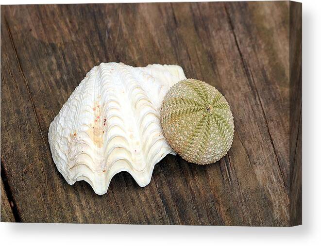 Nature Canvas Print featuring the photograph Sea Shell and Sea Urchin by Sheila Brown