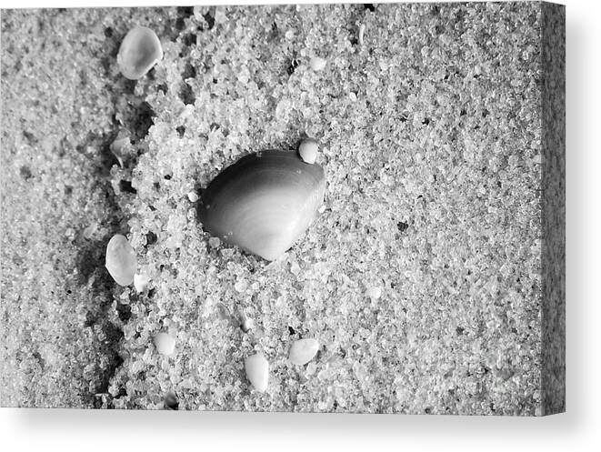 Shell Canvas Print featuring the photograph Sea Shell in Fine Wet Sand Macro Black and White by Shawn O'Brien