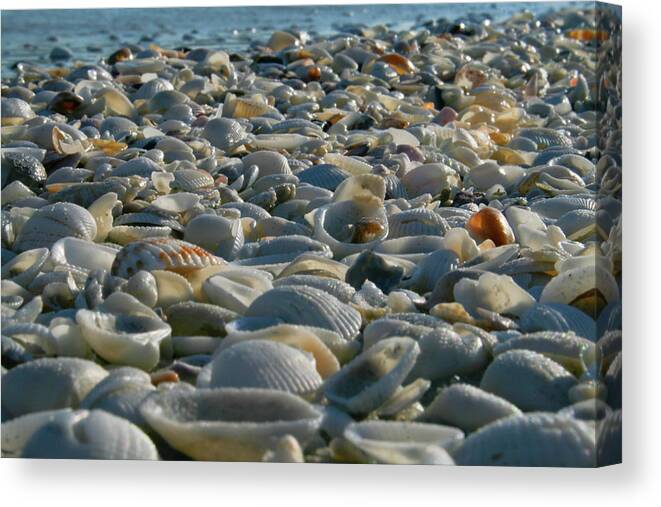 Beach Canvas Print featuring the photograph Sea Shells by the Sea Shore by Barry Wills