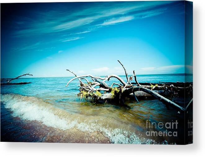 Nature Canvas Print featuring the photograph Seacost with old tree in water Kolka by Raimond Klavins