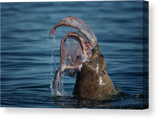 Bc Canvas Print featuring the photograph Seafood Diet by Randy Hall