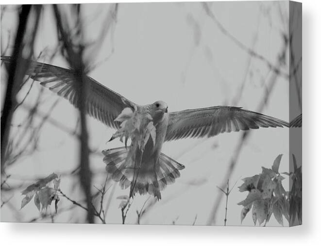 Seagull Canvas Print featuring the photograph Seagull Amongst The Trees by David Stasiak