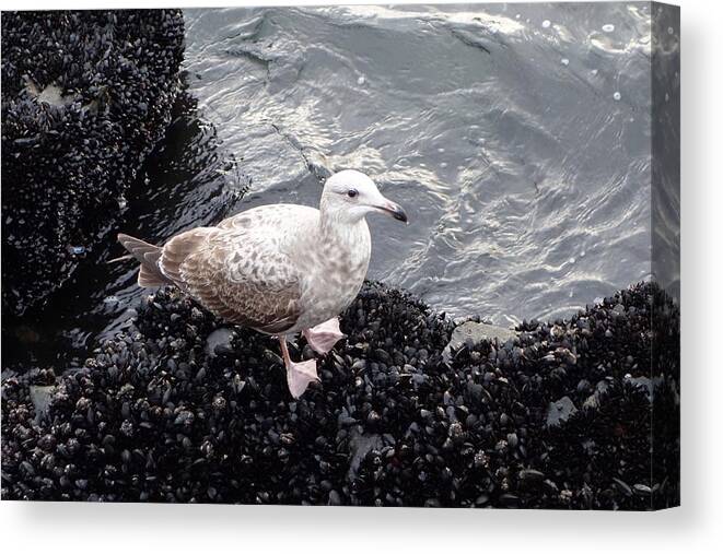 Seagull Canvas Print featuring the photograph Seagull and Mussels by Melinda Saminski