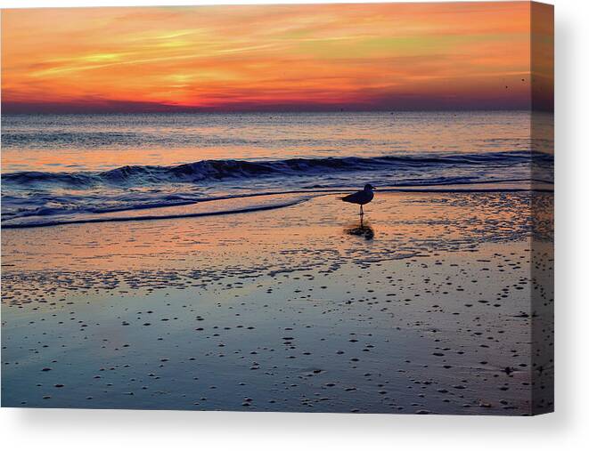 Beach Canvas Print featuring the photograph Seagull at Sunrise by Nicole Lloyd