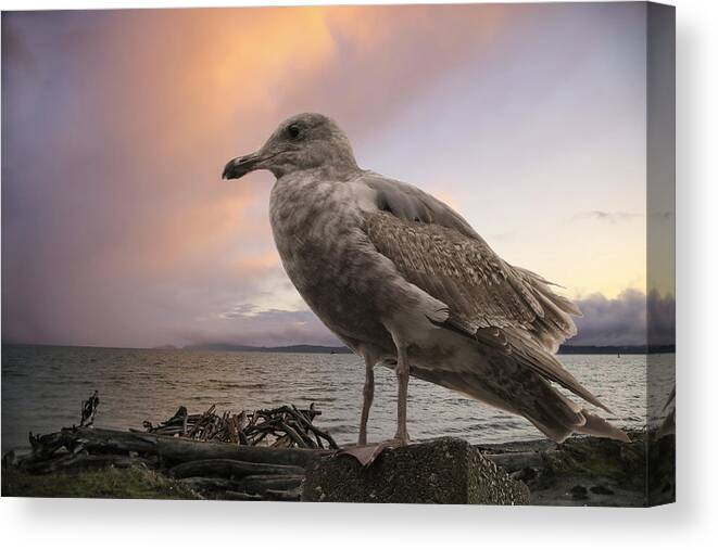 Seagull Canvas Print featuring the photograph Seagull At Sunset by Lorraine Baum