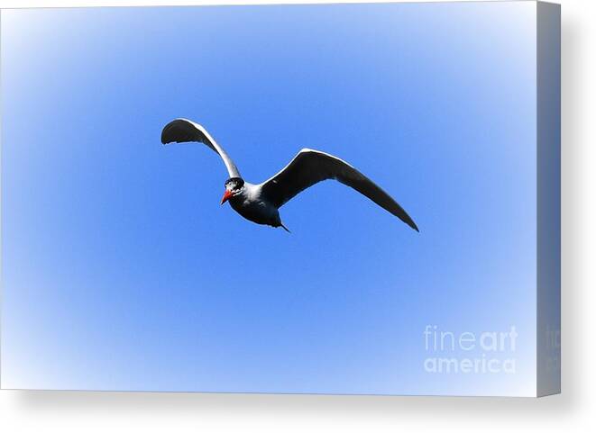 Color Canvas Print featuring the photograph Seagull by Dale Adams