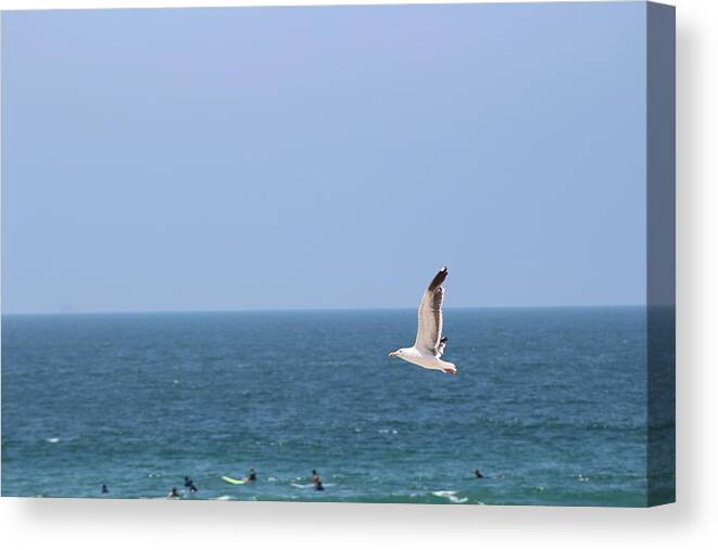 Seagull Canvas Print featuring the photograph Seagull Flying over Huntington Beach by Colleen Cornelius