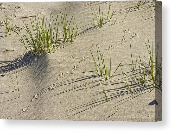 Beach Canvas Print featuring the photograph Seagull Footprints and Beach Grass Popham Beach Maine by Keith Webber Jr