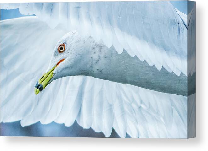 20170128 Canvas Print featuring the photograph Seagull Hover Close-Up by Jeff at JSJ Photography