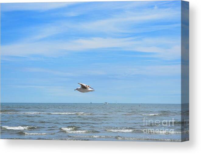 Seagull Canvas Print featuring the photograph Seagull in Flight by Dani McEvoy