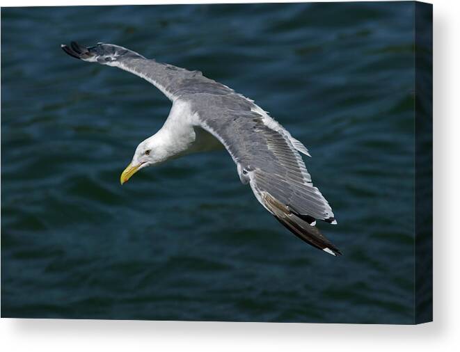 Animal Canvas Print featuring the photograph Seagull in Flight by Randall Ingalls