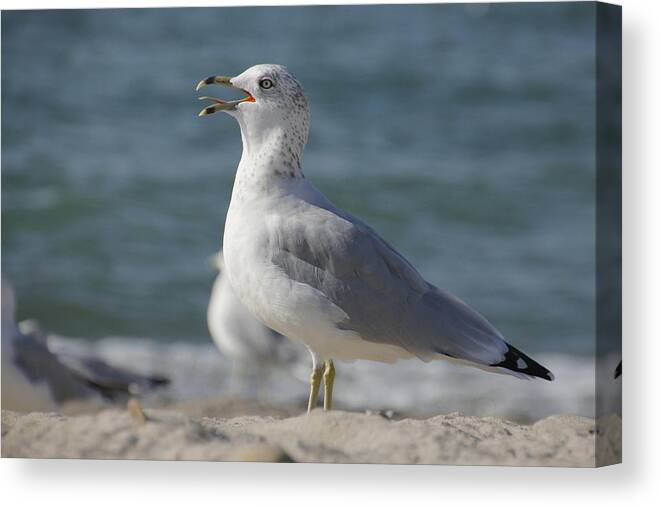 Seagull Canvas Print featuring the photograph Seagull on Lake Erie Beach by Valerie Collins