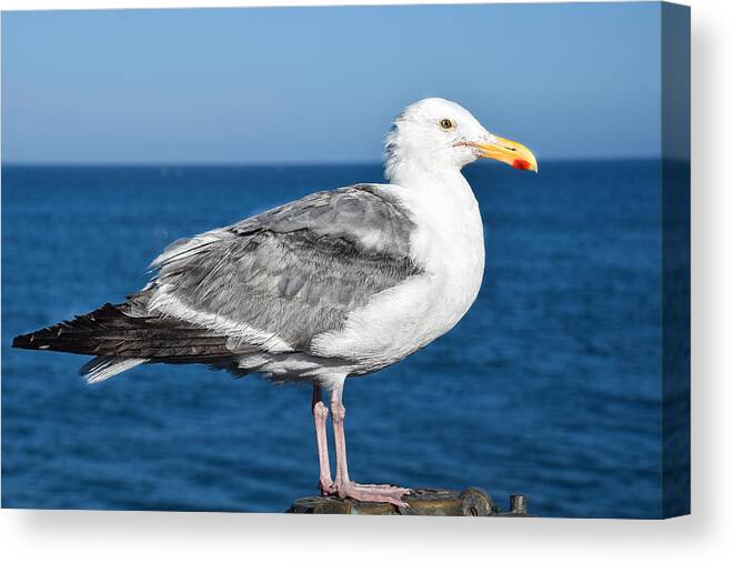 Seagull Canvas Print featuring the photograph Seagull posing on the pier by Dany Lison
