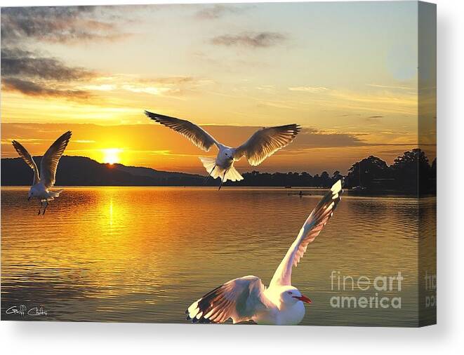 Golden Canvas Print featuring the photograph Seagulls at Sunrise... Exclusive Original stock Photo Art by Geoff Childs