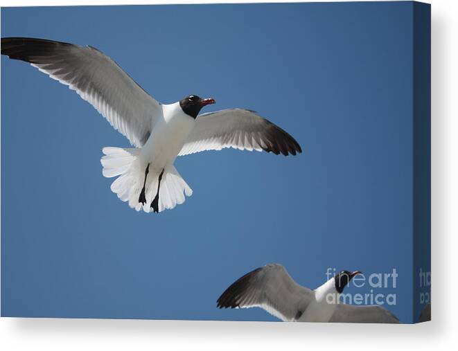 Seagulls Canvas Print featuring the photograph Seagulls by Pat Moore